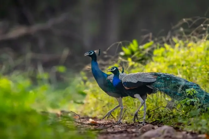 Wildlife birds on Trip to Ranthambore National Park