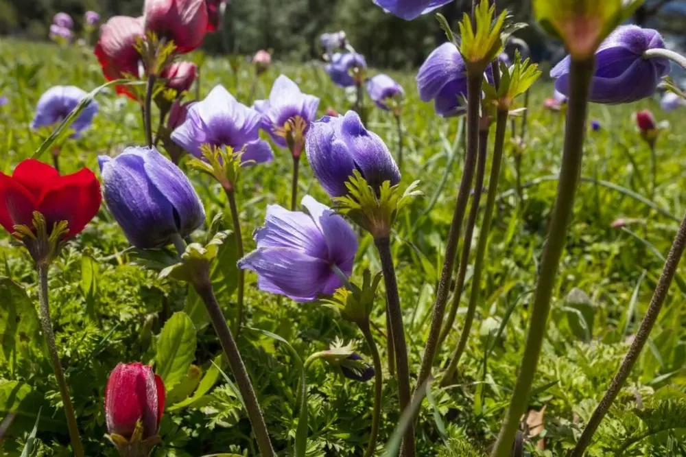 Flora and Fauna in Valley of Flowers National Park