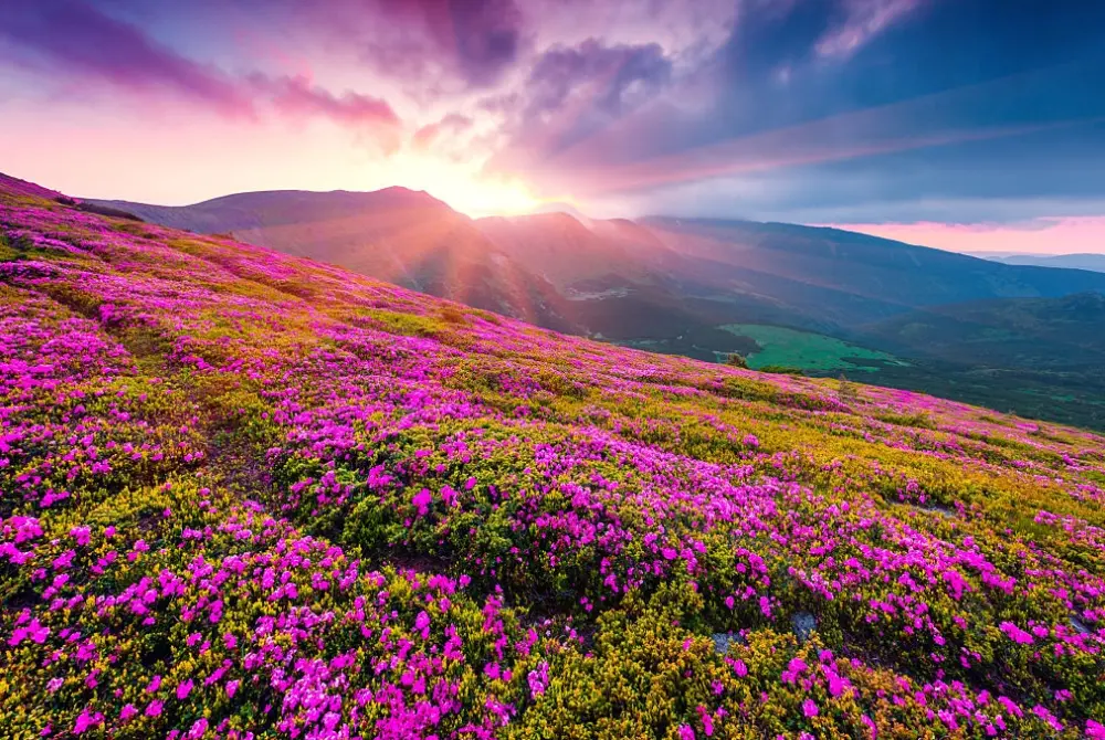 Valley of Flowers in Uttarakhand